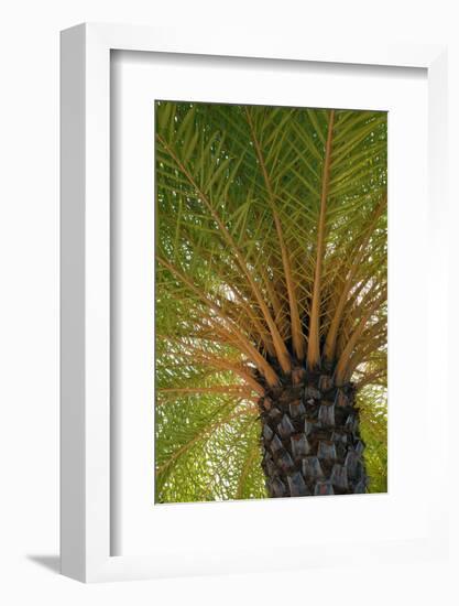 British Virgin Islands, Scrub Island. Close Up of the Underside of a Palm Tree-Kevin Oke-Framed Premium Photographic Print