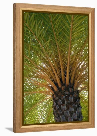 British Virgin Islands, Scrub Island. Close Up of the Underside of a Palm Tree-Kevin Oke-Framed Premier Image Canvas