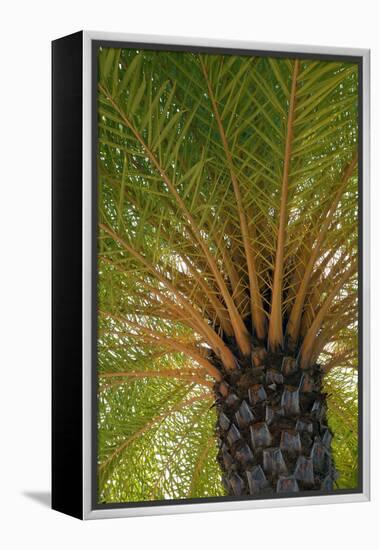 British Virgin Islands, Scrub Island. Close Up of the Underside of a Palm Tree-Kevin Oke-Framed Premier Image Canvas