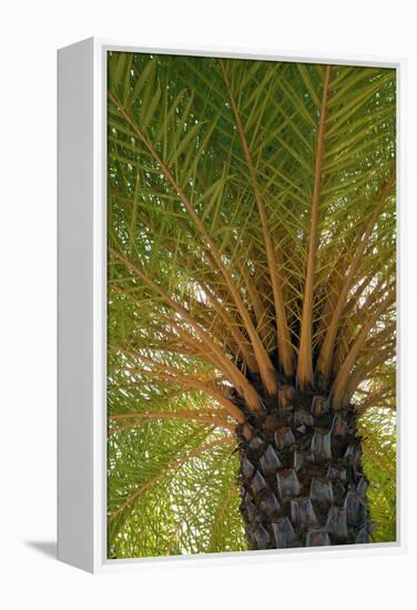 British Virgin Islands, Scrub Island. Close Up of the Underside of a Palm Tree-Kevin Oke-Framed Premier Image Canvas