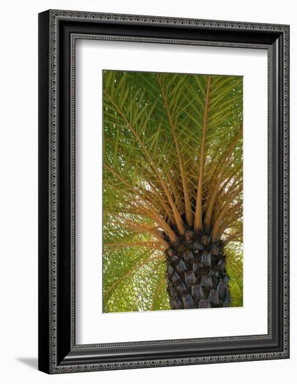 British Virgin Islands, Scrub Island. Close Up of the Underside of a Palm Tree-Kevin Oke-Framed Photographic Print