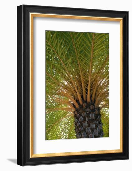 British Virgin Islands, Scrub Island. Close Up of the Underside of a Palm Tree-Kevin Oke-Framed Photographic Print