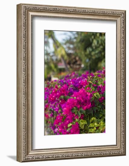 British Virgin Islands, Virgin Gorda, bougainvillea flowers-Walter Bibikow-Framed Photographic Print