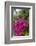 British Virgin Islands, Virgin Gorda, bougainvillea flowers-Walter Bibikow-Framed Photographic Print