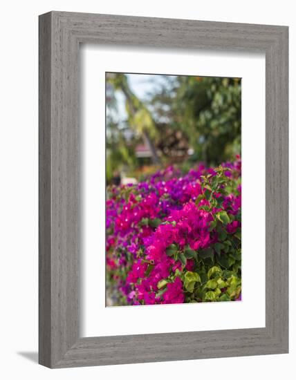 British Virgin Islands, Virgin Gorda, bougainvillea flowers-Walter Bibikow-Framed Photographic Print