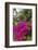 British Virgin Islands, Virgin Gorda, bougainvillea flowers-Walter Bibikow-Framed Photographic Print