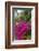 British Virgin Islands, Virgin Gorda, bougainvillea flowers-Walter Bibikow-Framed Photographic Print