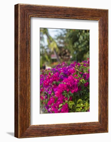 British Virgin Islands, Virgin Gorda, bougainvillea flowers-Walter Bibikow-Framed Photographic Print