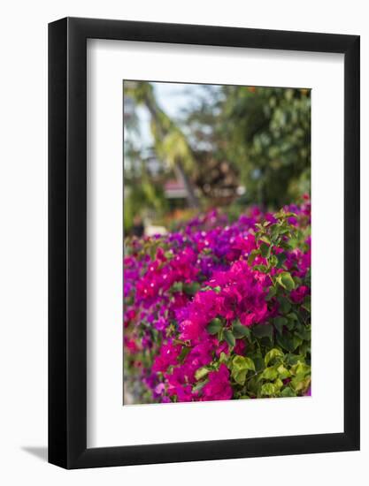 British Virgin Islands, Virgin Gorda, bougainvillea flowers-Walter Bibikow-Framed Photographic Print