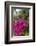 British Virgin Islands, Virgin Gorda, bougainvillea flowers-Walter Bibikow-Framed Photographic Print