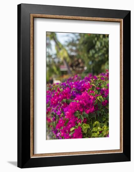 British Virgin Islands, Virgin Gorda, bougainvillea flowers-Walter Bibikow-Framed Photographic Print