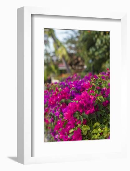 British Virgin Islands, Virgin Gorda, bougainvillea flowers-Walter Bibikow-Framed Photographic Print