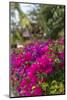 British Virgin Islands, Virgin Gorda, bougainvillea flowers-Walter Bibikow-Mounted Photographic Print