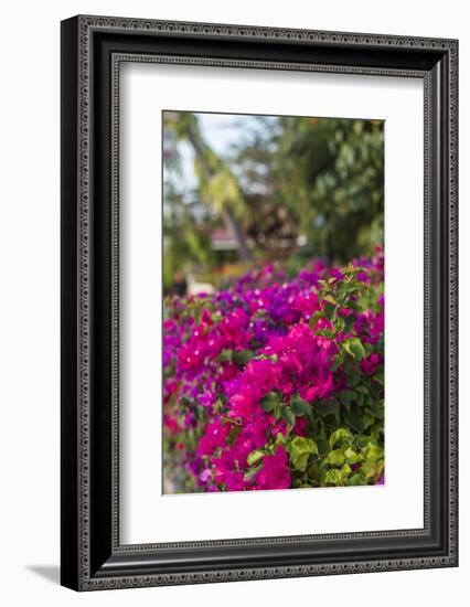 British Virgin Islands, Virgin Gorda, bougainvillea flowers-Walter Bibikow-Framed Photographic Print