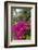 British Virgin Islands, Virgin Gorda, bougainvillea flowers-Walter Bibikow-Framed Photographic Print