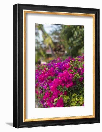 British Virgin Islands, Virgin Gorda, bougainvillea flowers-Walter Bibikow-Framed Photographic Print