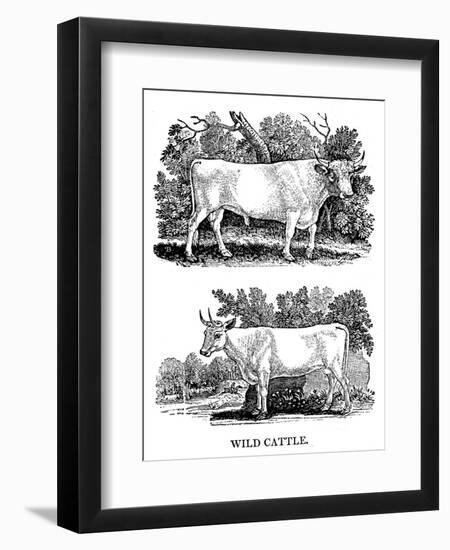 British Wild or Park Cattle, 1790-Thomas Bewick-Framed Giclee Print