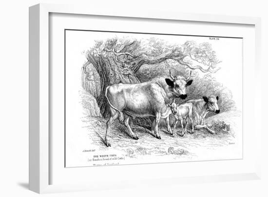British Wild or Park Cattle-William Jardine-Framed Giclee Print