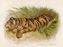 Bengal Tiger Resting-Brittan-Framed Art Print