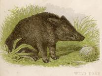 Wild Boar Seated in the Undergrowth-Brittan-Art Print