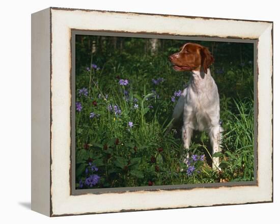 Brittany Spaniel, Domestic Gundog, USA-Lynn M. Stone-Framed Premier Image Canvas