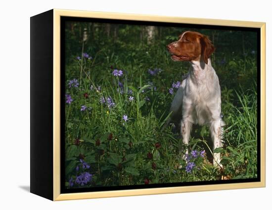 Brittany Spaniel, Domestic Gundog, USA-Lynn M. Stone-Framed Premier Image Canvas