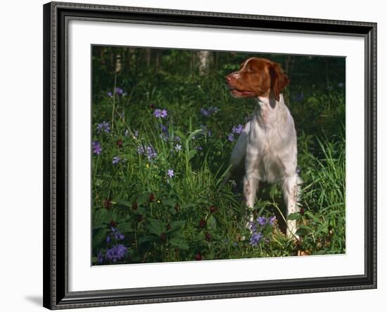 Brittany Spaniel, Domestic Gundog, USA-Lynn M. Stone-Framed Photographic Print