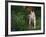 Brittany Spaniel, Domestic Gundog, USA-Lynn M. Stone-Framed Photographic Print