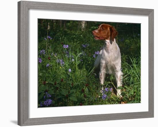 Brittany Spaniel, Domestic Gundog, USA-Lynn M. Stone-Framed Photographic Print