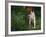 Brittany Spaniel, Domestic Gundog, USA-Lynn M. Stone-Framed Photographic Print