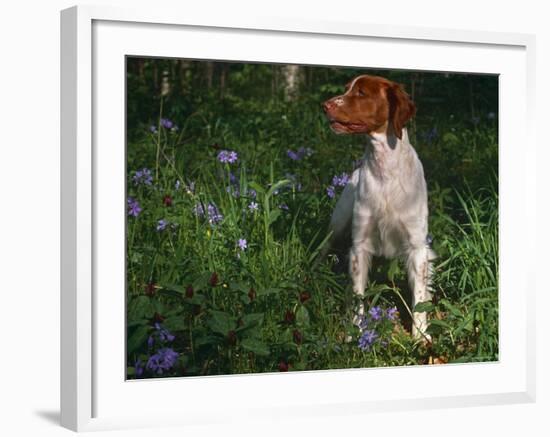 Brittany Spaniel, Domestic Gundog, USA-Lynn M. Stone-Framed Photographic Print