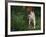 Brittany Spaniel, Domestic Gundog, USA-Lynn M. Stone-Framed Photographic Print