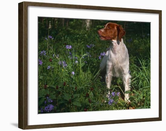 Brittany Spaniel, Domestic Gundog, USA-Lynn M. Stone-Framed Photographic Print