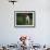 Brittany Spaniel, Domestic Gundog, USA-Lynn M. Stone-Framed Photographic Print displayed on a wall