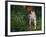 Brittany Spaniel, Domestic Gundog, USA-Lynn M. Stone-Framed Photographic Print