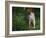 Brittany Spaniel, Domestic Gundog, USA-Lynn M. Stone-Framed Photographic Print