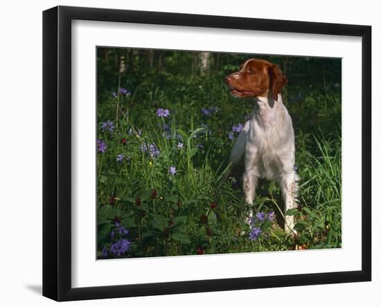 Brittany Spaniel, Domestic Gundog, USA-Lynn M. Stone-Framed Photographic Print