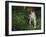 Brittany Spaniel, Domestic Gundog, USA-Lynn M. Stone-Framed Photographic Print