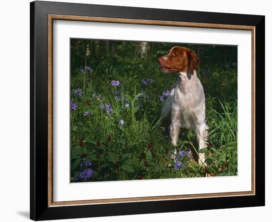 Brittany Spaniel, Domestic Gundog, USA-Lynn M. Stone-Framed Photographic Print