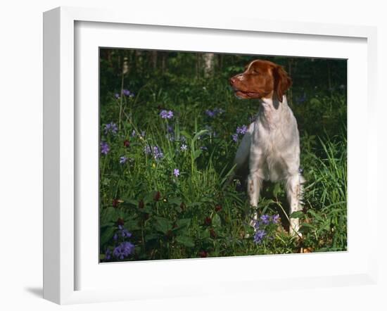 Brittany Spaniel, Domestic Gundog, USA-Lynn M. Stone-Framed Photographic Print