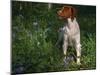 Brittany Spaniel, Domestic Gundog, USA-Lynn M. Stone-Mounted Photographic Print