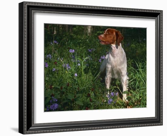 Brittany Spaniel, Domestic Gundog, USA-Lynn M. Stone-Framed Photographic Print