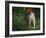 Brittany Spaniel, Domestic Gundog, USA-Lynn M. Stone-Framed Photographic Print