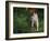 Brittany Spaniel, Domestic Gundog, USA-Lynn M. Stone-Framed Photographic Print