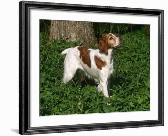 Brittany Spaniel, Domestic Gundog, USA-Lynn M^ Stone-Framed Photographic Print