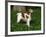 Brittany Spaniel, Domestic Gundog, USA-Lynn M^ Stone-Framed Photographic Print