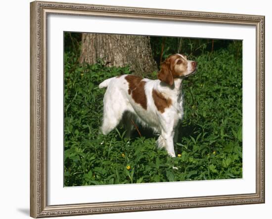Brittany Spaniel, Domestic Gundog, USA-Lynn M^ Stone-Framed Photographic Print
