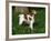 Brittany Spaniel, Domestic Gundog, USA-Lynn M^ Stone-Framed Photographic Print