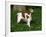 Brittany Spaniel, Domestic Gundog, USA-Lynn M^ Stone-Framed Photographic Print