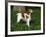 Brittany Spaniel, Domestic Gundog, USA-Lynn M^ Stone-Framed Photographic Print